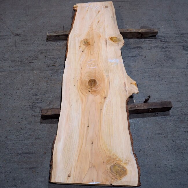 Libanon Zeder Bohle, ca. 1840 x 480 x 40 mm, 13842