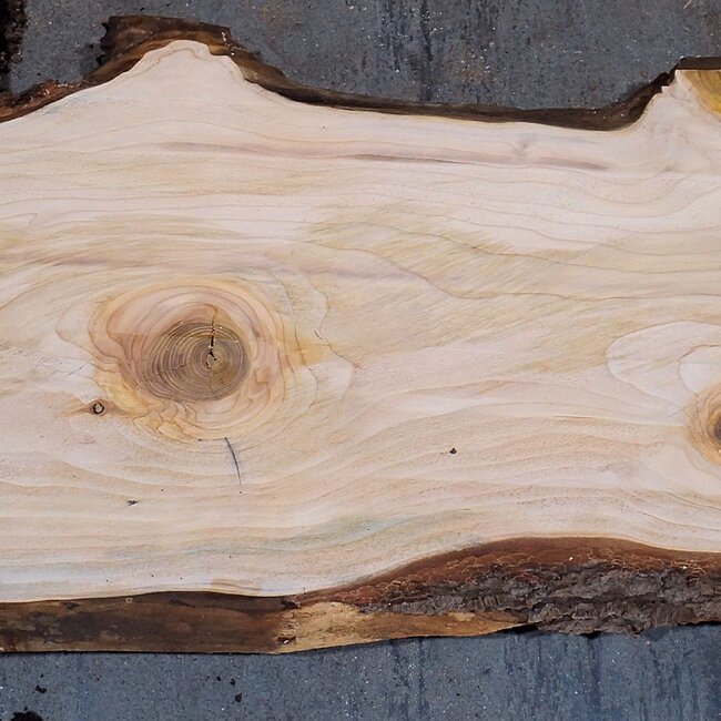 Libanon Zeder Bohle, ca. 1840 x 480 x 40 mm, 13842