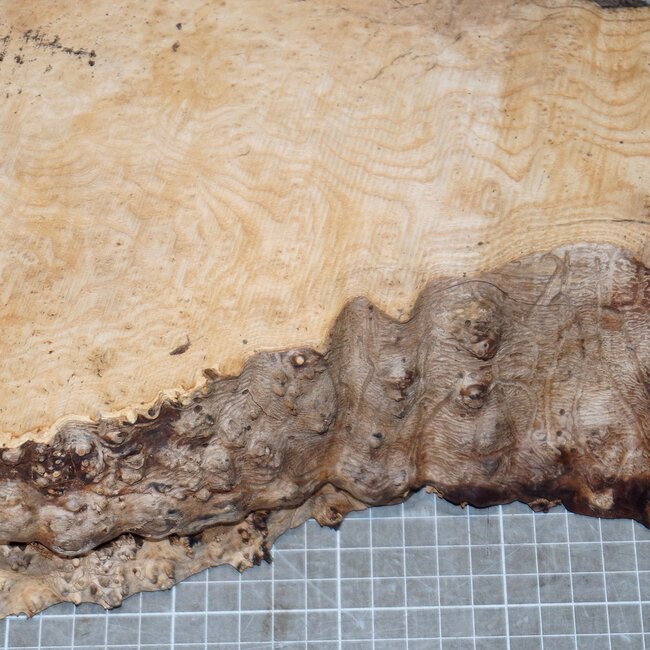 Esche Maser, ca. 570 x 280 x 62mm, 4,9kg