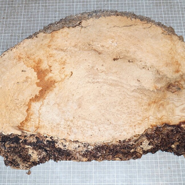 Ash burl, approx. 530 x 400 x 62mm, 7,6kg