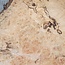 Esche Maser, ca. 410 x 330 x 52mm, 3,3kg