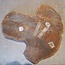Teak (Plantation), approx. 560 x 530 x 85-90mm, 12,1kg