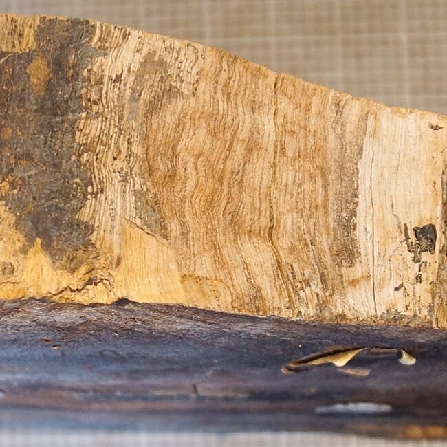 Teak (Plantation), approx. 510 x 510 x 55-90mm, 10kg