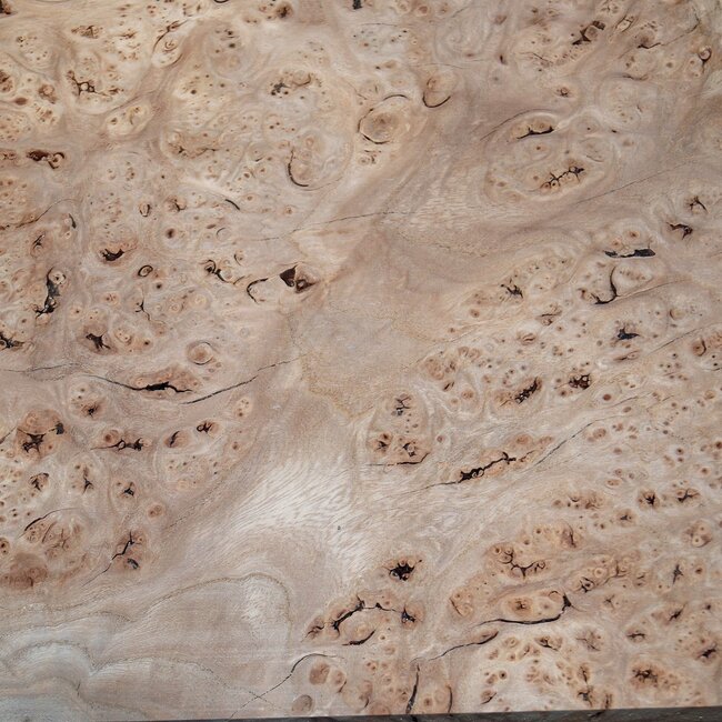 Kaukasische Rüster Maser, ca. 510 x 380 x 57mm, 4,1kg