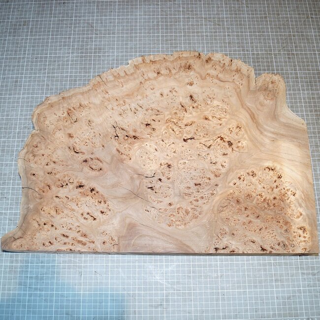 Kaukasische Rüster Maser, ca. 510 x 380 x 57mm, 4,1kg