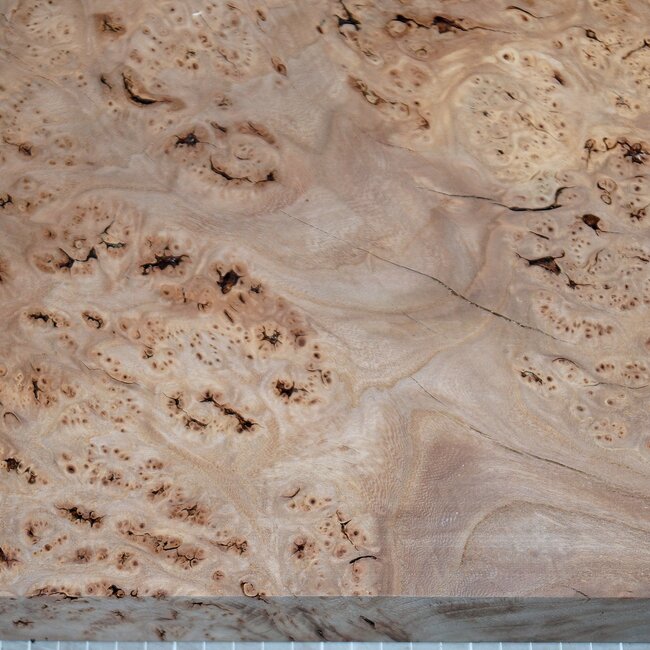 Kaukasische Rüster Maser, ca. 510 x 380 x 57mm, 4,1kg