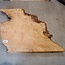 Ash burl, approx. 400 x 380 x 47mm, 3,8kg