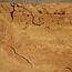 Ash burl, approx. 430 x 380 x 45mm, 4kg