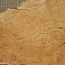 Oak Burl, approx. 380 x 310 x 45mm, 1,9kg