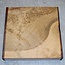 Europ. Walnut, approx. 340 x 340 x 60mm, 4,2kg