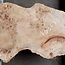 Mappa burl, approx. 1300 x 210/460 x 52mm