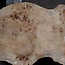 Mappa burl, approx. 1300 x 210/460 x 52mm