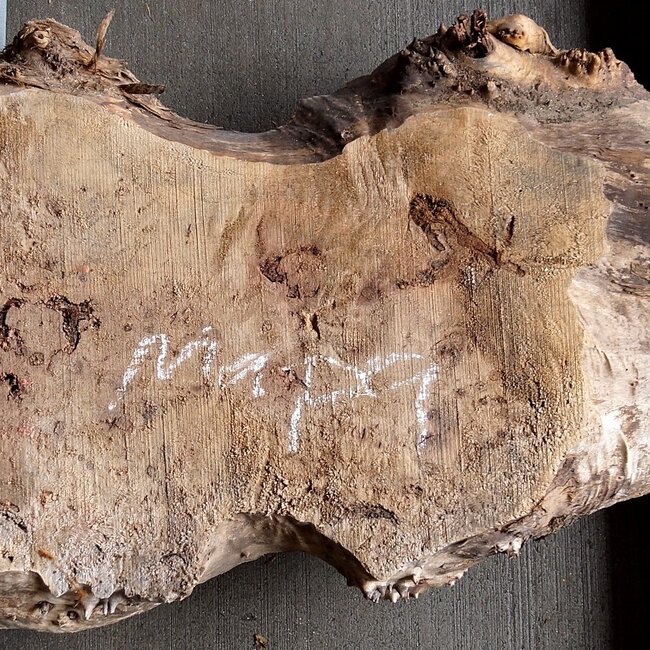 Mappa burl, approx. 1300 x 210/460 x 52mm