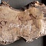 Mappa burl, approx. 1300 x 210/460 x 52mm