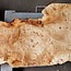 Pappel Maser Tischplatte, ca. 1810  x 490/610 x 60mm