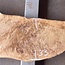 Pappel Maserplatte, ca. 2080 x 550/330 x 55mm, 12836
