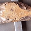 Pappel Maserplatte, ca. 2080 x 550/330 x 55mm, 12836