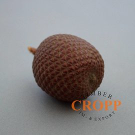 Laranja Nut, Buriti Fruit