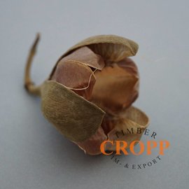 %SALE% Rosa Tefte Blüte