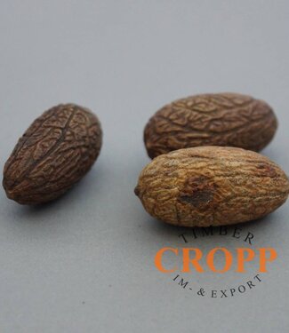 Uxi Nut Seeds/ 10 Pcs.