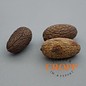 Uxi Nut Seeds/ 10 Pcs.