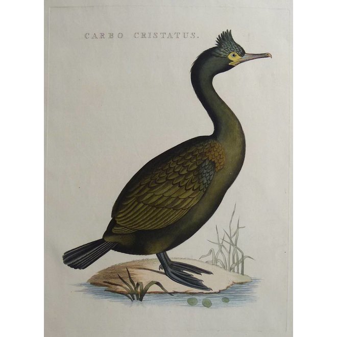 Collectie Gouldmaps - Gekuifde aalscholver; C. Nozeman - Carbo Cristatus - 1829