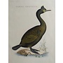 Collectie Gouldmaps - Gekuifde aalscholver; C. Nozeman - Carbo Cristatus - 1829