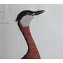 Collectie Gouldmaps - Duiker; C. Nozeman - Podiceps Colymbus Rubricollis - 1829