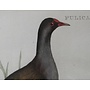 Collectie Gouldmaps - Waterhoen; C. Nozeman - Fulica Chloropus - 1770