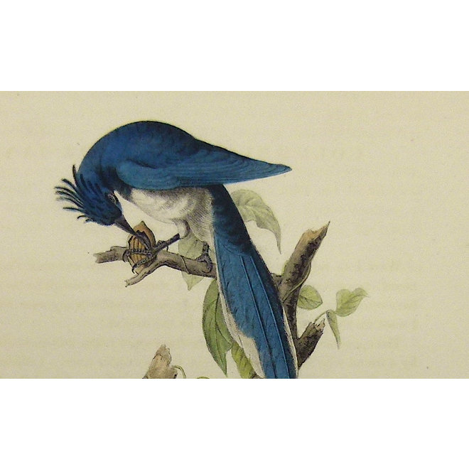 Collectie Gouldmaps - Columbian ekster; J. J. Audubon - Columbia Magpie or Jay - 1840-1844