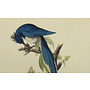 Collectie Gouldmaps - Columbian ekster; J. J. Audubon - Columbia Magpie or Jay - 1840-1844