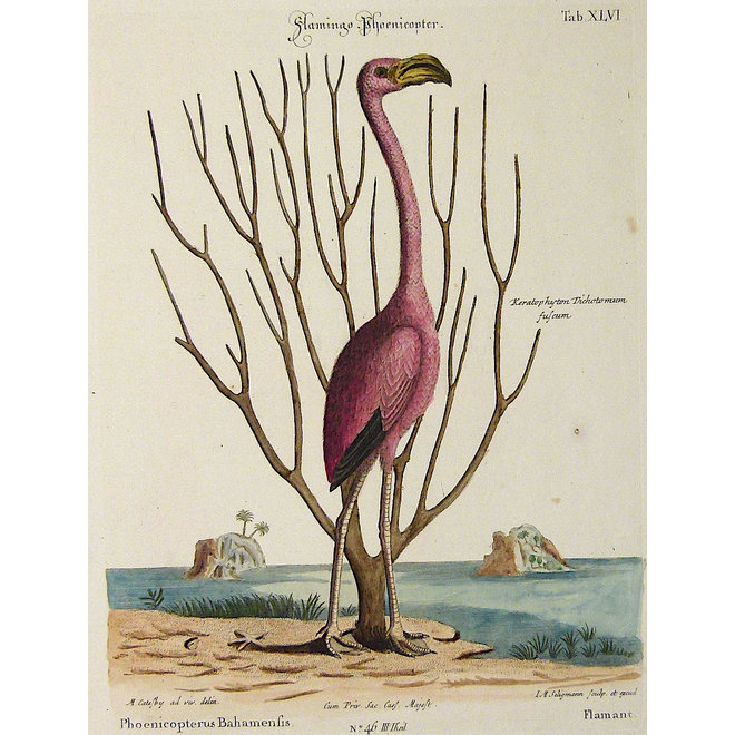Collectie Gouldmaps - Flamingo; M. Catesby / J. Seligmann - Flamingo Phoenicopter. - 1770