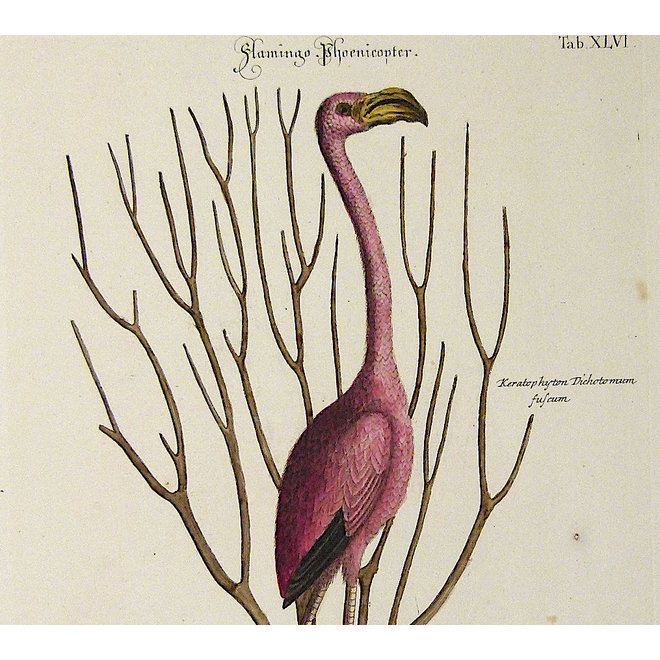 verkocht - Collectie Gouldmaps - Flamingo; M. Catesby / J. Seligmann - Flamingo Phoenicopter. - 1770