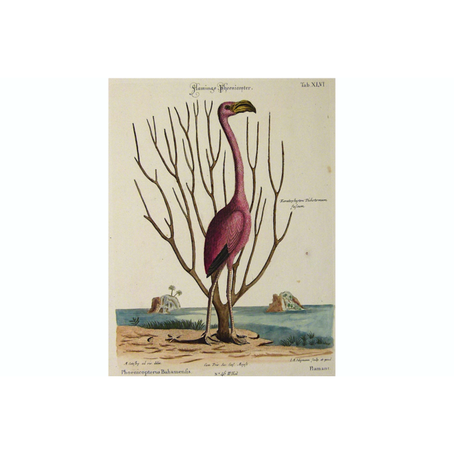 verkocht - Collectie Gouldmaps - Flamingo; M. Catesby / J. Seligmann - Flamingo Phoenicopter. - 1770