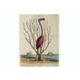 verkocht - Collectie Gouldmaps - Flamingo; M. Catesby / J. Seligmann - Flamingo Phoenicopter. - 1770