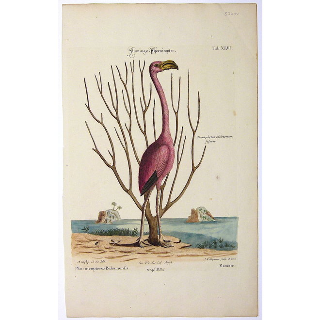 verkocht - Collectie Gouldmaps - Flamingo; M. Catesby / J. Seligmann - Flamingo Phoenicopter. - 1770