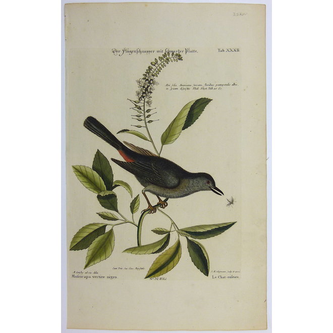 Collectie Gouldmaps - Vliegenvanger; M. Catesby / J. Seligmann - Muscicapa vertice nigro. - 1770