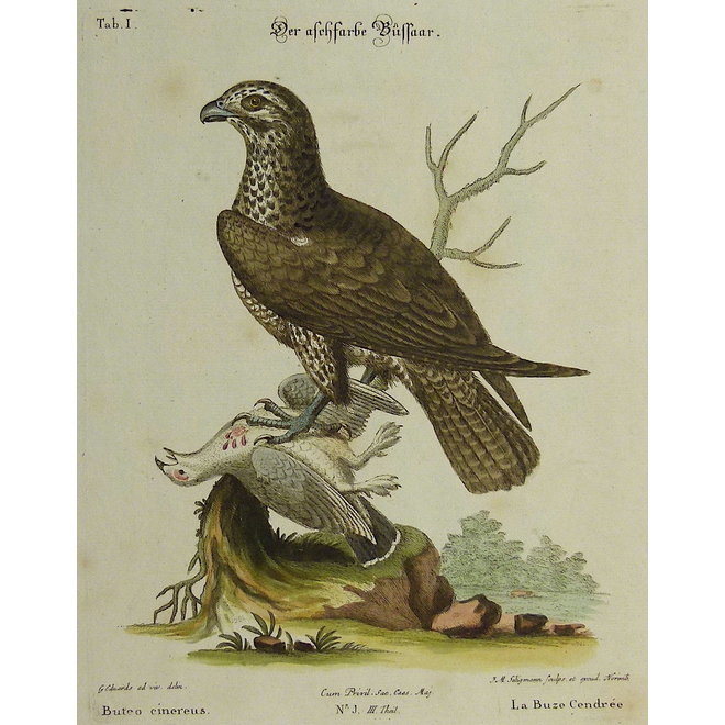 Collectie Gouldmaps - Buizerd; G. Edwards / J. Seligmann - Buteo cinereus. - 1770