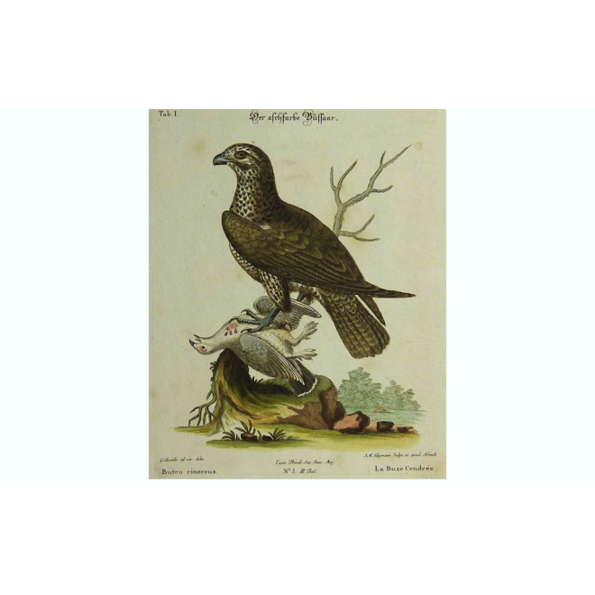 Collectie Gouldmaps - Buizerd; G. Edwards / J. Seligmann - Buteo cinereus. - 1770