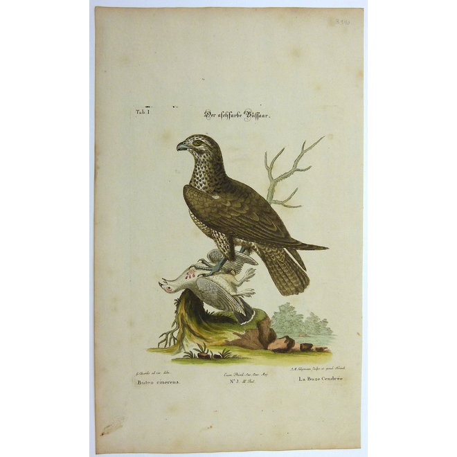 Collectie Gouldmaps - Buizerd; G. Edwards / J. Seligmann - Buteo cinereus. - 1770