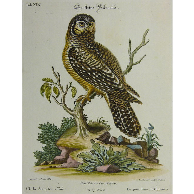Collectie Gouldmaps - Kleine valkuil; G. Edwards / J. Seligmann - Uluha Accipitri affinis. - 1770