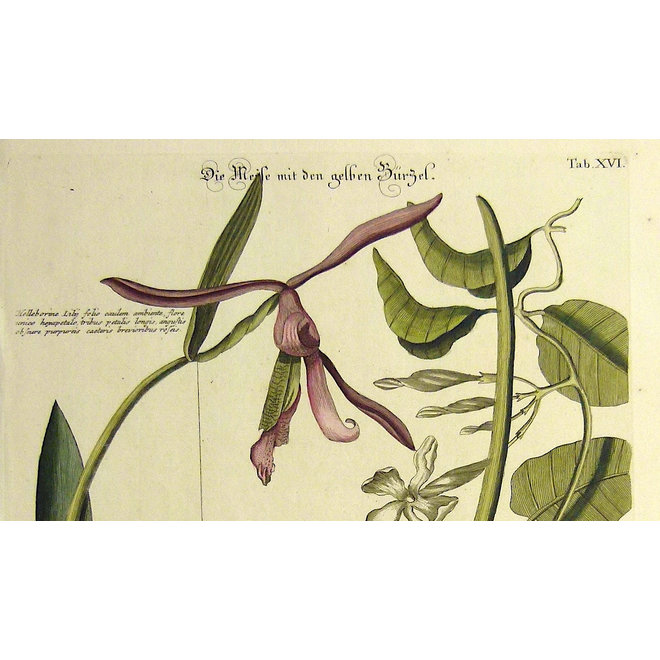 Collectie Gouldmaps - Geelbuik mees; M. Catesby / J. Seligmann - Parus uropygeo luteo. - 1770