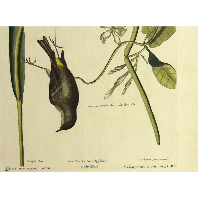 Collectie Gouldmaps - Geelbuik mees; M. Catesby / J. Seligmann - Parus uropygeo luteo. - 1770