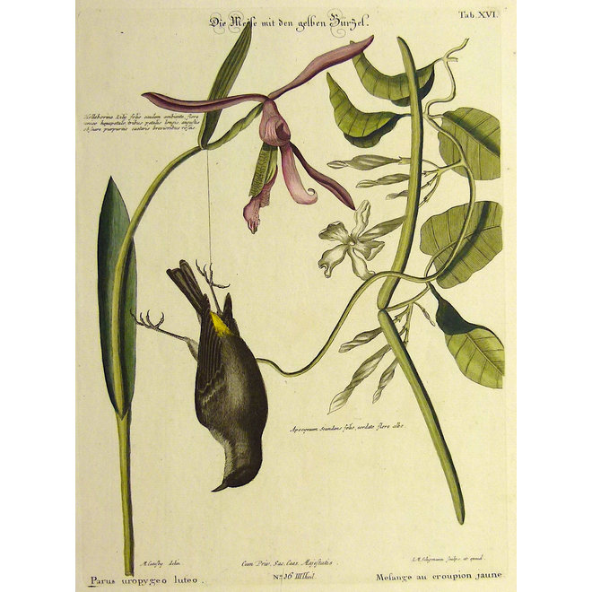 Collectie Gouldmaps - Geelbuik mees; M. Catesby / J. Seligmann - Parus uropygeo luteo. - 1770