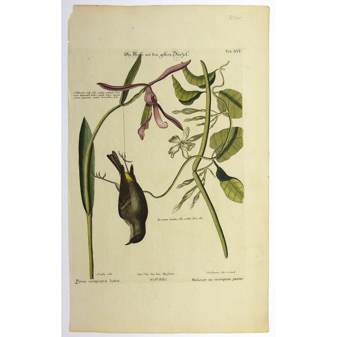 Collectie Gouldmaps - Geelbuik mees; M. Catesby / J. Seligmann - Parus uropygeo luteo. - 1770