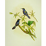 Penang Sun-bird; J. Gould - Nectarinia (..) - 1850 ca.