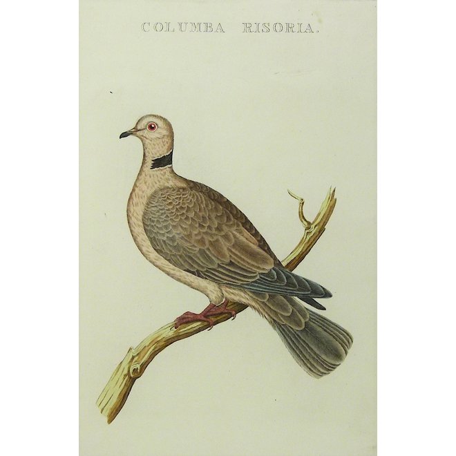 Collectie Gouldmaps - Tortelduif; C. Nozeman - Columba Risoria - 1829
