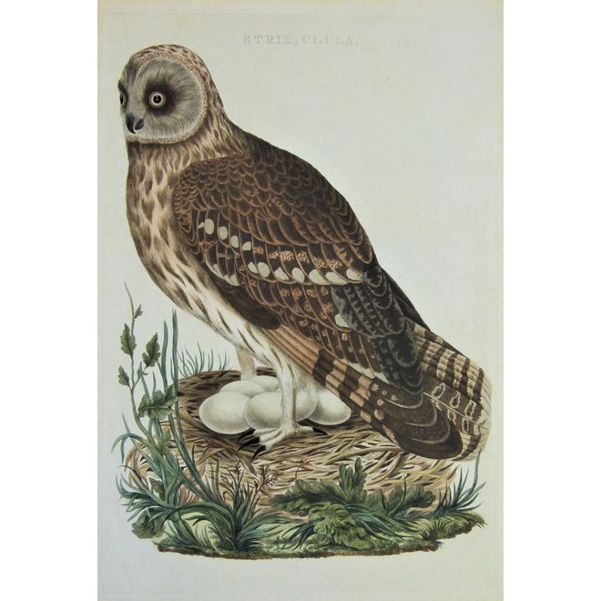 Collectie Gouldmaps - Velduil; C. Nozeman - Strix Ulala - 1770-1829