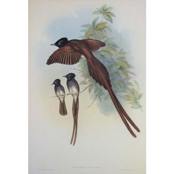 Collectie Gouldmaps - Ince's Paradise Flycatcher; J. Gould - Muscipeta Incei - 1850 -1883