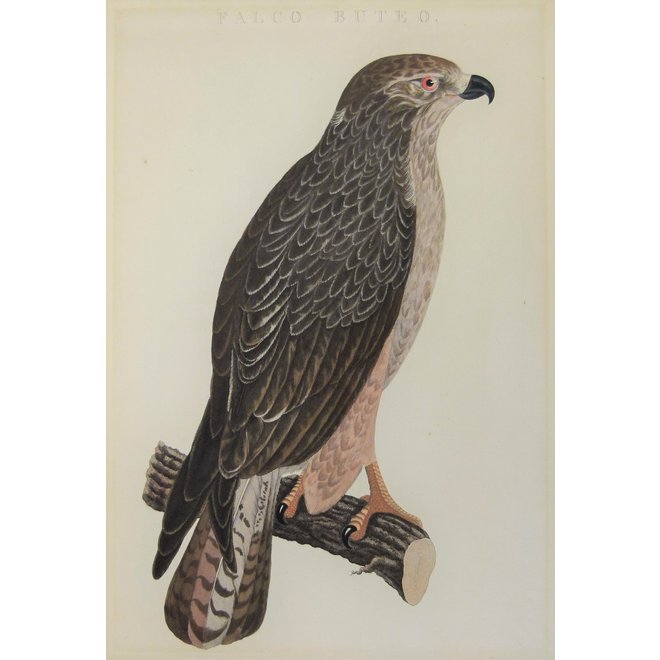 Collectie Gouldmaps - Buizerd ; C. Nozeman - Falco Buteo. - 1829